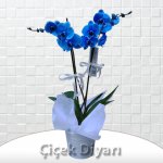 mavi orkide.jpg