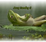 lazy-Sunday-Frog.jpg